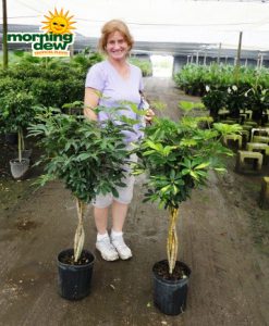 schefflera arboricola braid