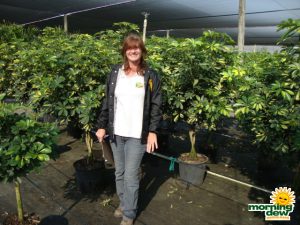 schefflera arboricola braid gold capella