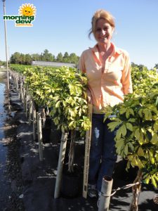 schefflera arboricola braid trinette