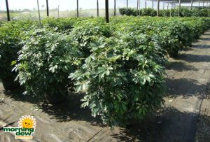 schefflera arboricola bush