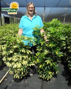 schefflera arboricola bush variegated