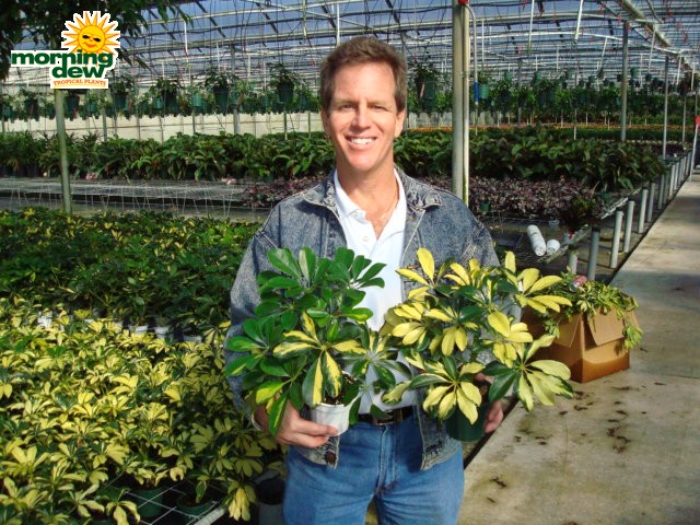 schefflera arboricola bush variegated