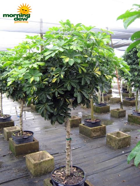 schefflera arboricola gold capella tree