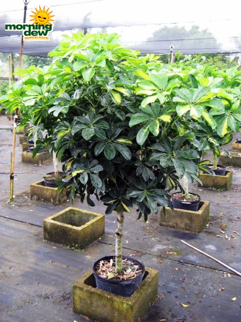 schefflera arboricola tree gold capella
