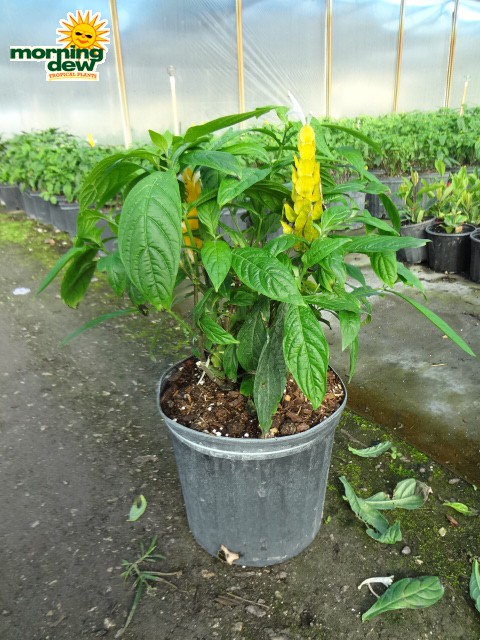 shrimp plant yellow