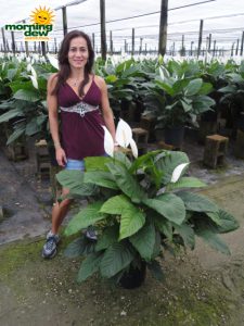 spathiphyllum alpha Peace Lily