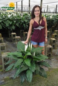 spathiphyllum avalon Peace Lily