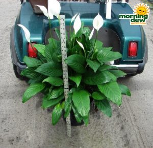spathiphyllum claudia Peace Lily