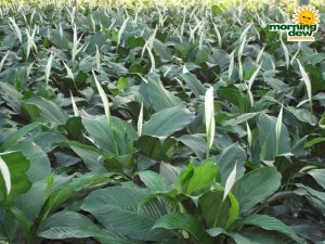 spathiphyllum claudia Peace Lily