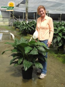 spathiphyllum delight Peace Lily