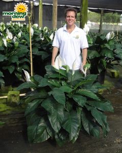 spathiphyllum delight Peace Lily