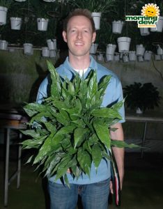 spathiphyllum domino Peace Lily