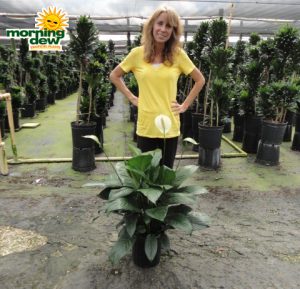 spathiphyllum figaro Peace Lily