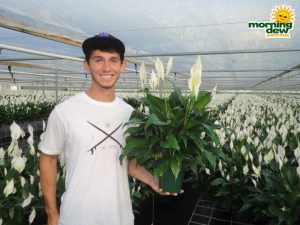 spathiphyllum high five Peace Lily