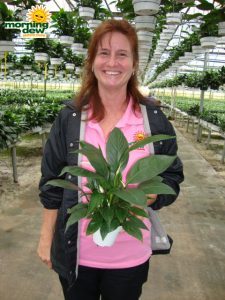 spathiphyllum petite Peace Lily