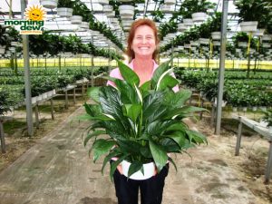 spathiphyllum petite Peace Lily