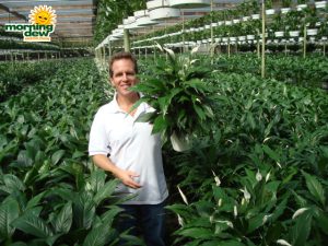 spathiphyllum power petite Peace Lily