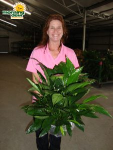 spathiphyllum power petite Peace Lily
