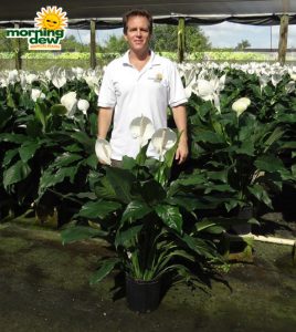 spathiphyllum rocky Peace Lily