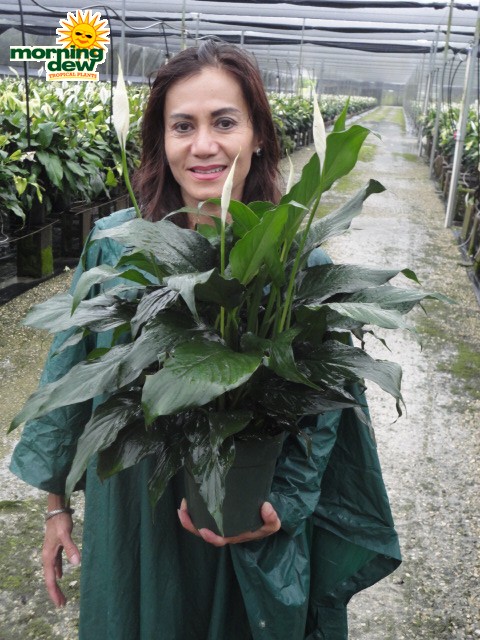 spathiphyllum so sweet Peace Lily