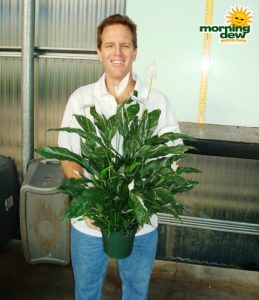 spathiphyllum star dust Peace Lily