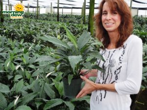 spathiphyllum starlite Peace Lily