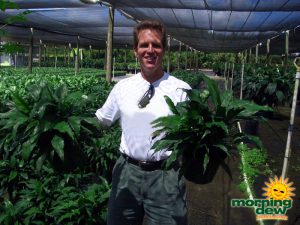 spathiphyllum starlite Peace Lily