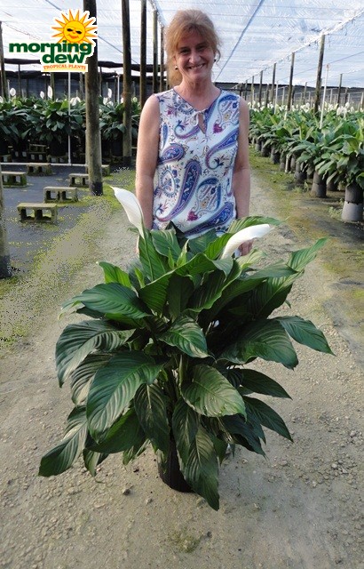 spathiphyllum supreme Peace Lily