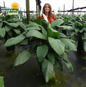 spathiphyllum supreme Peace Lily