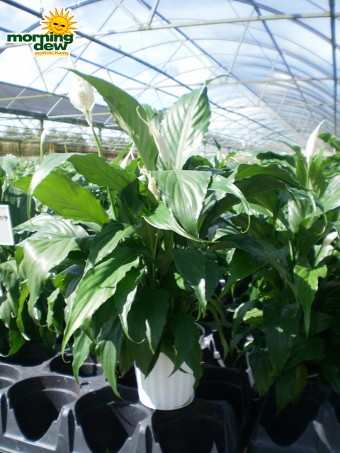 spathiphyllum sweet chico Peace Lily