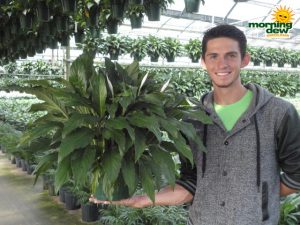 spathiphyllum sweet chico Peace Lily