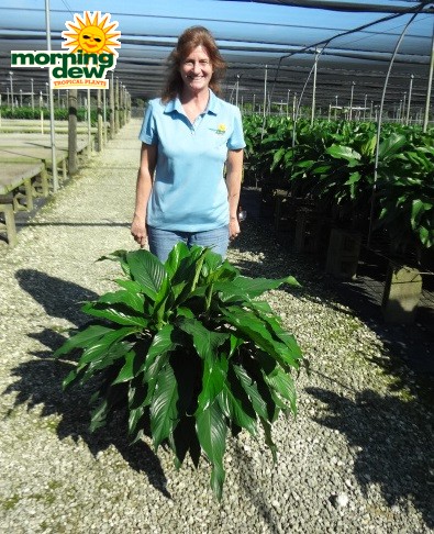 spathiphyllum sweet dario peace lily