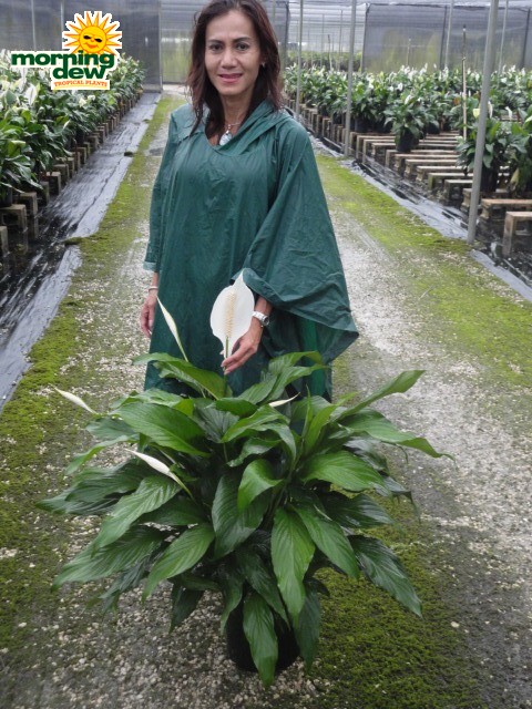 spathiphyllum sweet dario Peace Lily