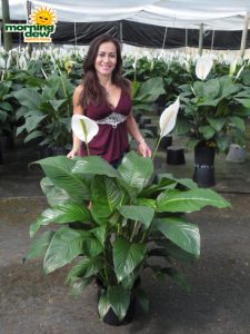 spathiphyllum sweet lauretta Peace Lily