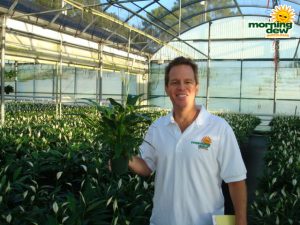 spathiphyllum tys pride Peace Lily