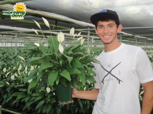 spathiphyllum tys pride Peace Lily