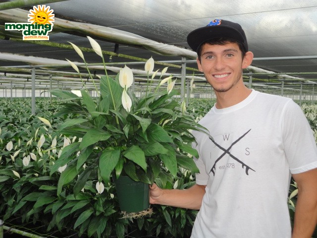 spathiphyllum tys pride Peace Lily
