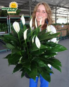 spathiphyllum tys pride Peace Lily