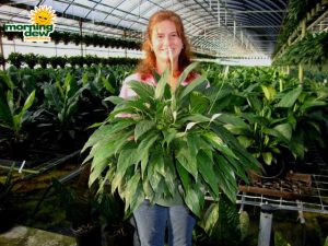 spathiphyllum tys pride Peace Lily