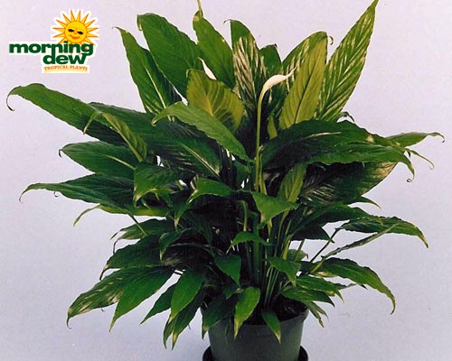 spathiphyllum viscount Peace Lily