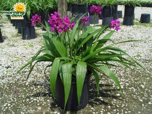 spathoglottis ground orchid