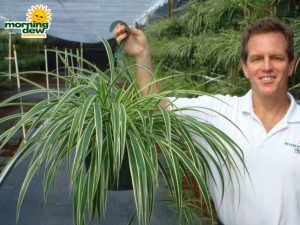spider reverse variegated chlorophytum