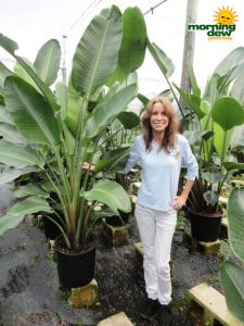 strelitzia nicolai white bird of paradise