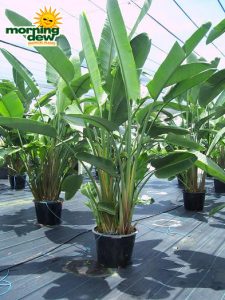 strelitzia nicolai white bird of paradise