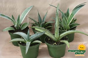 succulents agave assorted