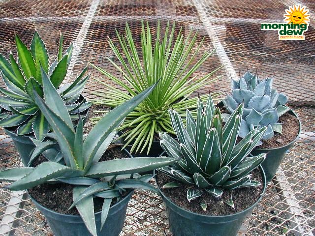 succulents agave assorted
