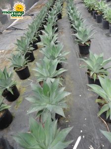succulents agave blue flame