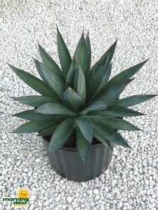 succulents agave blue glow