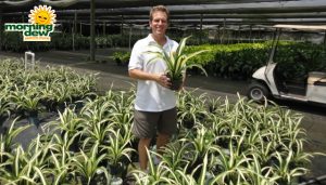 succulents agave false furcraea foetida