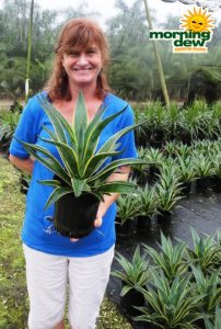 succulents agave lurida variegated